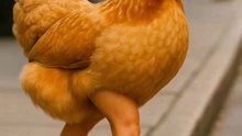 Chic Chicken on Heels! A chicken with human legs and high heels strutting down the street — elegant, funny, and totally iconic! This Reels will make you laugh and fall in love with this fabulous chicken walk! 😄✨ . . . . . #ai #aiart #aiartwork #aivideo