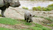 What Do You Call a Group of Rhinos? And How Do They Handle Newcomers?.mp4