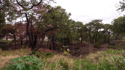 Tribunal confirma protección definitiva del área natural “La Campana” en el Bosque La Primavera