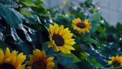 A Man Who Defies the World of BL Final cap 3