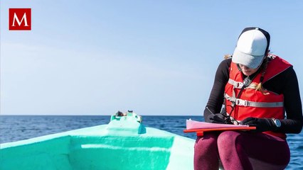 ¿Extinción reversible? Nueva cría de Frida renueva la esperanza para la vaquita marina