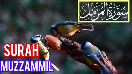 “Surah Al-Muzzammil | Soothing Quran Recitation | سورة المزمل کی تلاوت Abbasi Studio”
