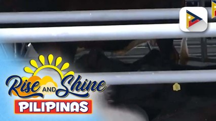 Kauna-unahang National Dairy Authority Stock Farm sa Luzon, binuksan sa Nueva Ecija; D.A., target makapagpatayo ng 16 na dairy stock sa bansa | ulat ni Vel Custodio