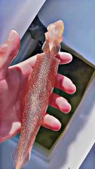 深海活體打印機？魷魚的秘密