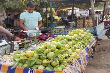 swm:यहां कड़ाके की सर्दी नहीं होने से अमरूदों की मिठास फीकी