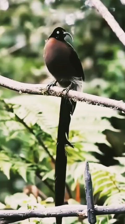 "Rare bird from Papua"