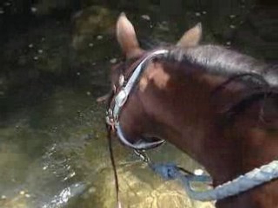 Cambell dans la rivière