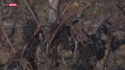 Incendie dans l'Aude : quatre mois après, le cauchemar de certains viticulteurs