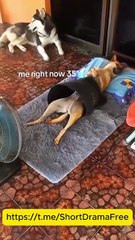 Single Mom, Billionaire's Bride #Dramabox