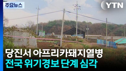 충남 당진 아프리카돼지열병 발생...위기 경보 '심각' / YTN