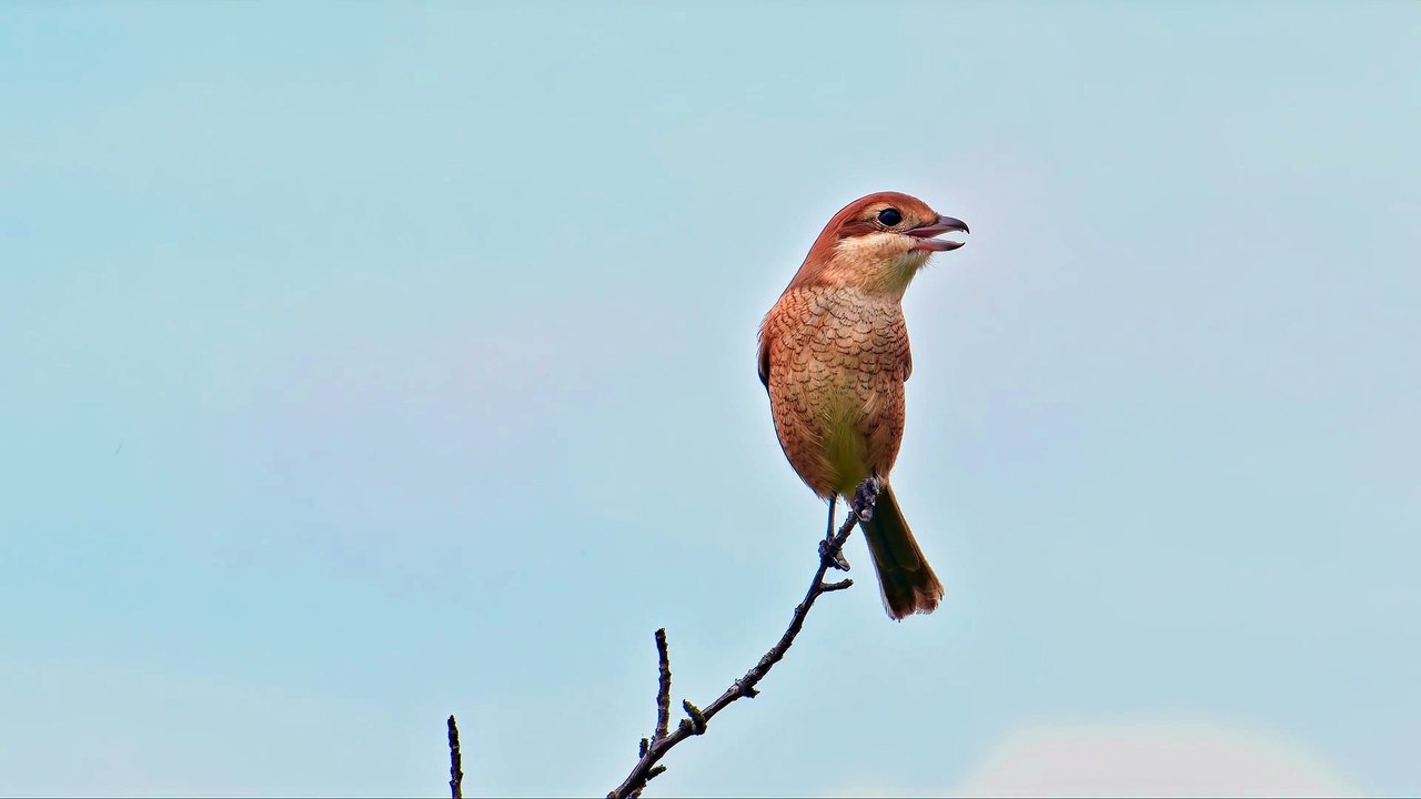 Sparow