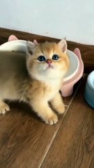 So Sweet Cat 😻😘😘 #shorts