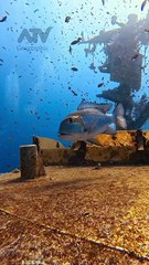 In the deep 🌊 crystal-blue ocean, a magnificent giant fish glides gracefully