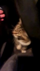 I don t know this cat that got into my car.They're very cute pets. #funny