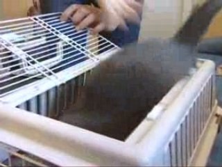 Expositions Félines - Partie 2