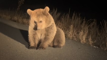 Kars'ta yol kenarında otururken bulunan yavru ayıya özel beslenme programı