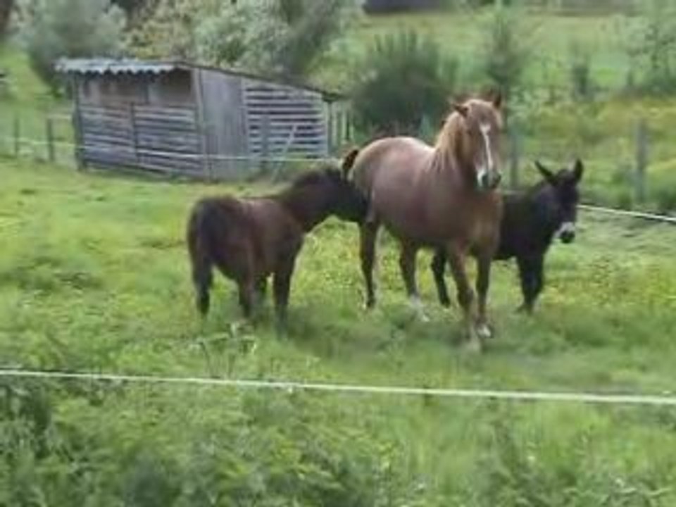 Notre ferme pédagogique - L'arrivée de Titane