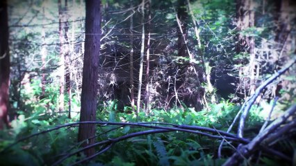 7 Most Disturbing Things Found in the Woods