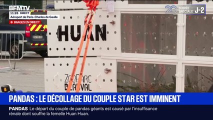 Départ des pandas du zoo de Beauval vers la Chine: le directeur du parc pointe "un couple emblématique"