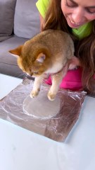 😼 Souvenir or payback? Who else has a cat that keeps you guessing?