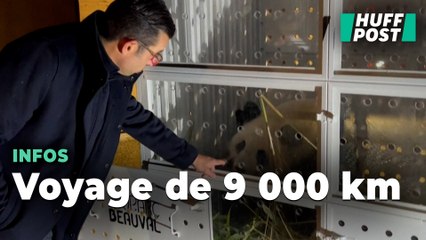Pandas du zoo de Beauval : comment va se passer le vol de Huan Huan et Yuan Zi vers la Chine