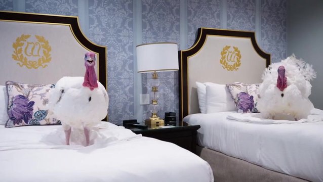 Gobble and Waddle live it up in luxury hotel ahead of White House turkey pardon