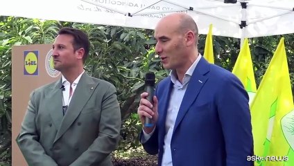 Lidl punta sull'avocado dell'Etna: 172 ton in ultima stagione (+120%)