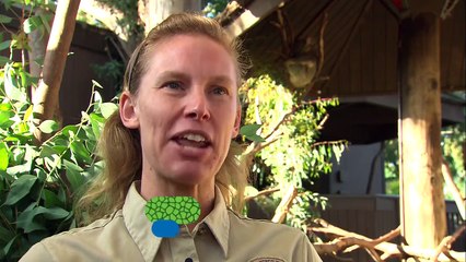 Koala Joey Clings to Mom in the Most Heartwarming Way.mp4