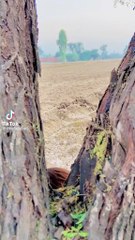 میں شک ہے کیسی نال پیار ہو گا 😂😂😂