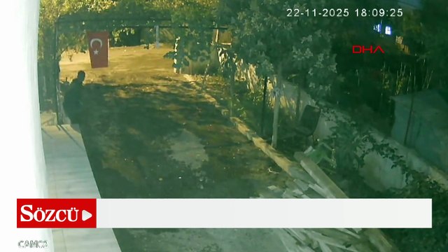 Mavi yumurtlayan özel cins tavuğu böyle çaldı