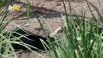 Mexico City Zoo Introduces Adorable Jaguar Cubs.mp4
