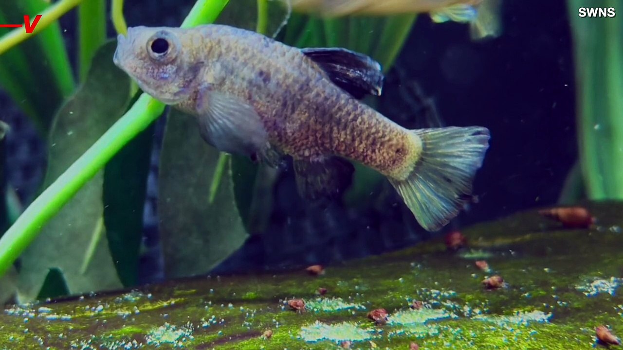 Conservation Zoos Step Up to Save a Tiny Fish From Extinction.mp4