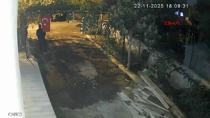 Mavi yumurtlayan özel cins tavukları çaldılar!