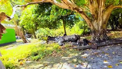 Showtime Vault FX – Viki Show: Giant Turtle Island Adventure | Fun Russian Kids Exploration