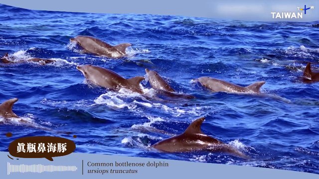 Taiwan Conservationists Conducts Underwater Cetacean Audio Surveys