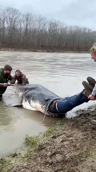 The confusing behavior of animals