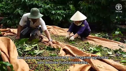 El origen de las infusiones y el café