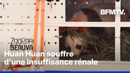 Après 13 ans en France, le célèbre couple de pandas a décollé pour la Chine ce mardi