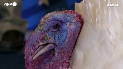 Washington, alla Casa bianca fra Thanksgiving e preparativi per le feste natalizie