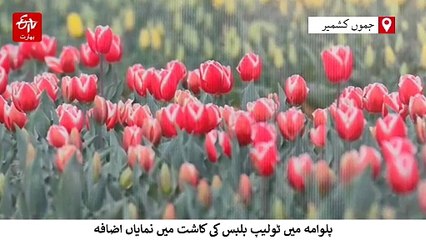 پلوامہ میں ٹولیپ بلب کی کاشت میں نمایاں اضافہ