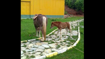 Türkülerle Türkiye - Bingöl - Karşıdan Atlı Geçti