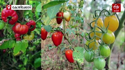 ഒരു നെന്മണിയിൽ രണ്ട് അരി! ഒരേക്കറിൽ 25,000 മുടക്കിയാൽ 65,000 നേടാം; കിലോയ്ക്ക് 1000 രൂപയുള്ള അരി