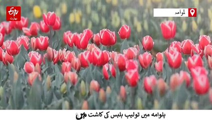 پلوامہ میں ٹولیپ بلب کی کاشت میں نمایاں اضافہ