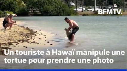 Hawaï: un touriste tire les nageoires d’une tortue marine pour prendre une photo, son geste provoque un tollé