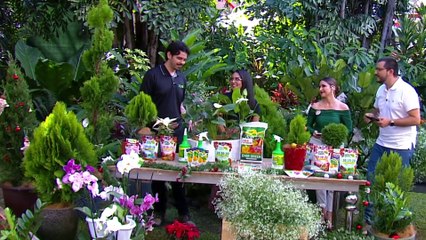 bd-publireportaje-evergreen-251125