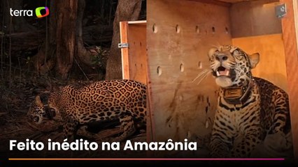 Onça resgatada à deriva no Amazonas é devolvida à natureza após se recuperar