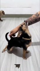 #funny video #shortvideo #viralvideo #funnyadda#