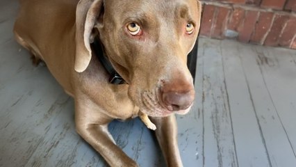 Woman Sees Tiny Legs Sticking Out Of Her Dog's Mouth