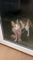Mother Cat Brings Her Two Kittens to a Door Seeking Help in the Rain