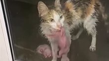 Mother Cat Brings Her Two Kittens to a Door Seeking Help in the Rain